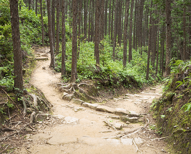 Two diverging dirt paths surrounded by tall trees and greenery in a forest, illustrating a choice in hiking routes.